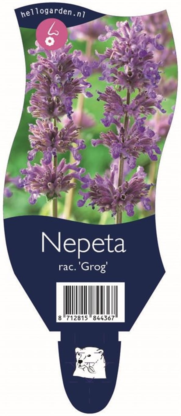 Nepeta racemosa 'Grog' - P11